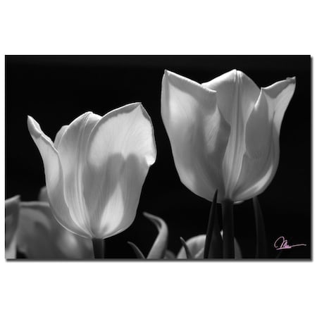 Martha Guerra 'Tulips II' Canvas Art,16x24